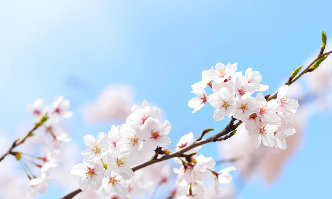 Welche Mikronährstoffe brauchen wir im Frühjahr?