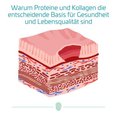 Warum Proteine und Kollagen die entscheidende Basis für Gesundheit und Lebensqualität sind